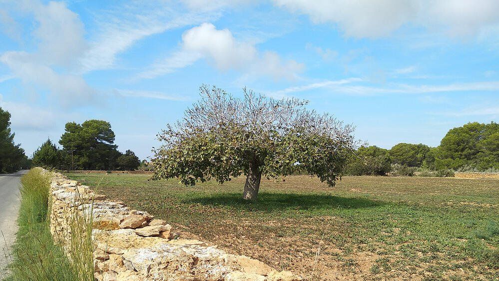 De onvruchtbare vijgenboom  #gelijkenissen