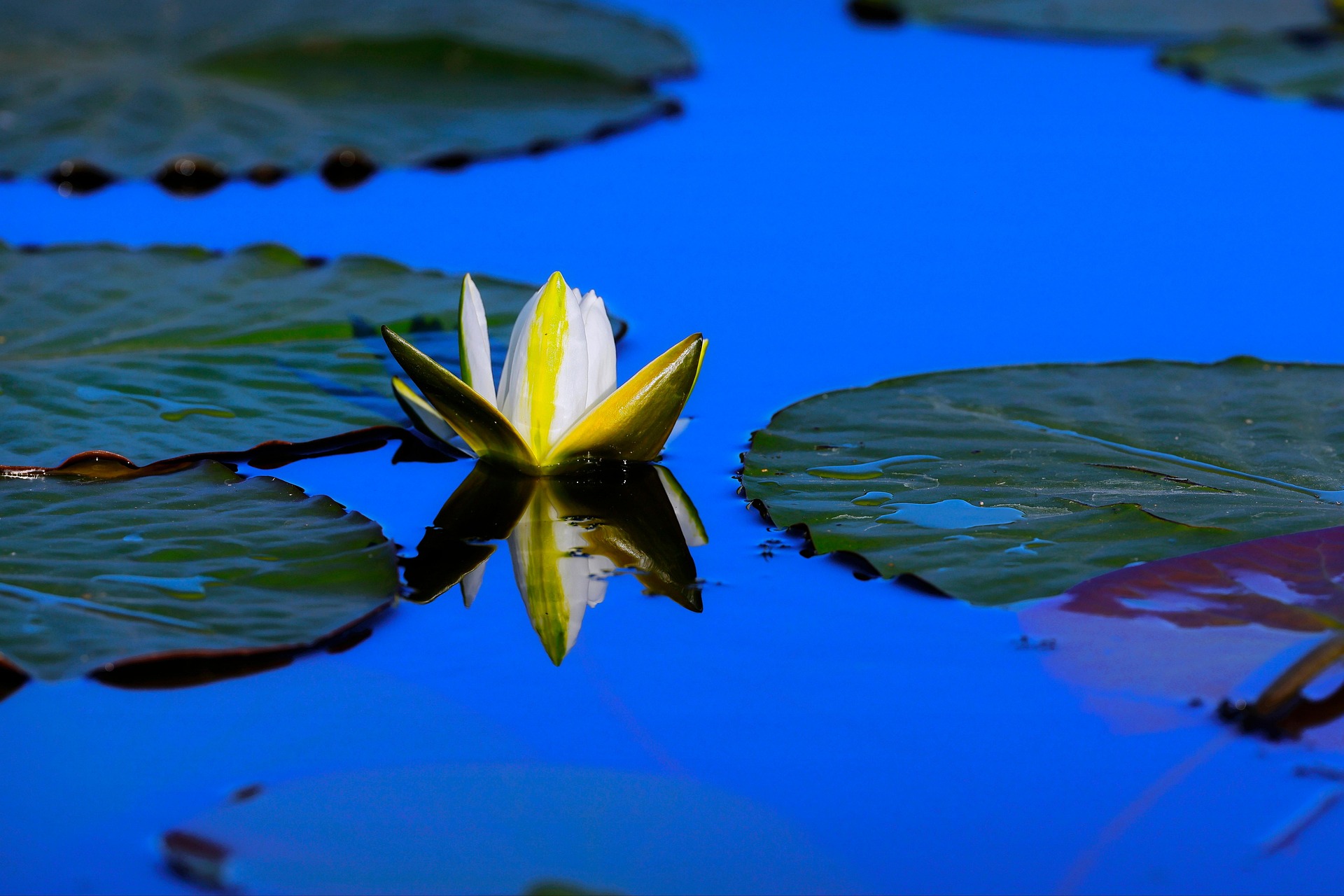 waterlily-sharkolot from Pixabay