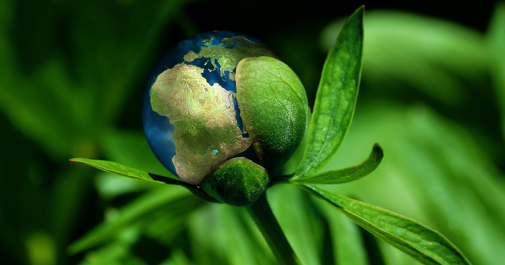 Jan Warndorff | Ecologische spiritualiteit. Een pleidooi voor deemoed